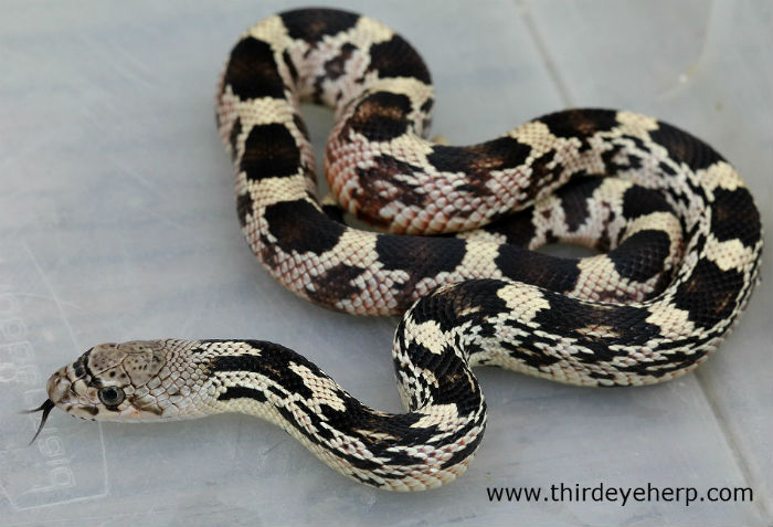 Northern Pine Snake